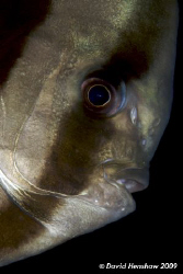 Portrait study of a Shaded Batfish. Taken with D200 and 1... by David Henshaw 